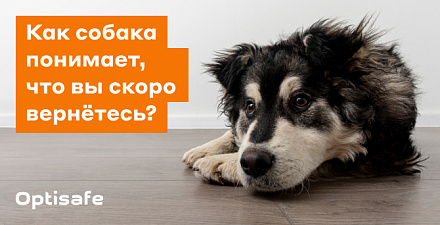 Как собака понимает, что вы скоро вернетесь?